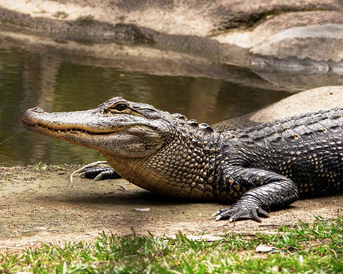 La Ferme aux Crocodiles        