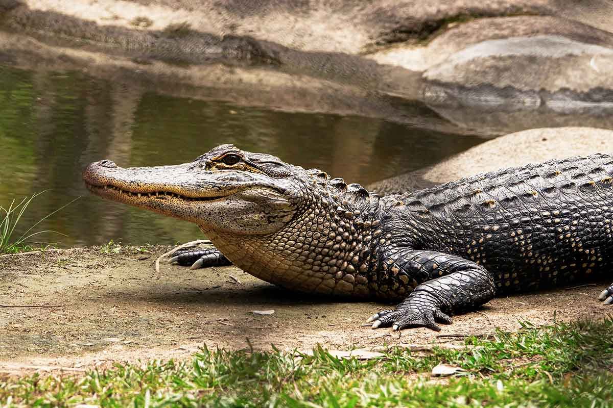 ferme aux crocodiles