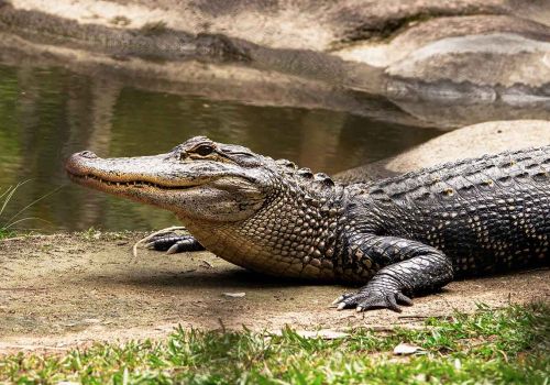 ferme aux crocodiles